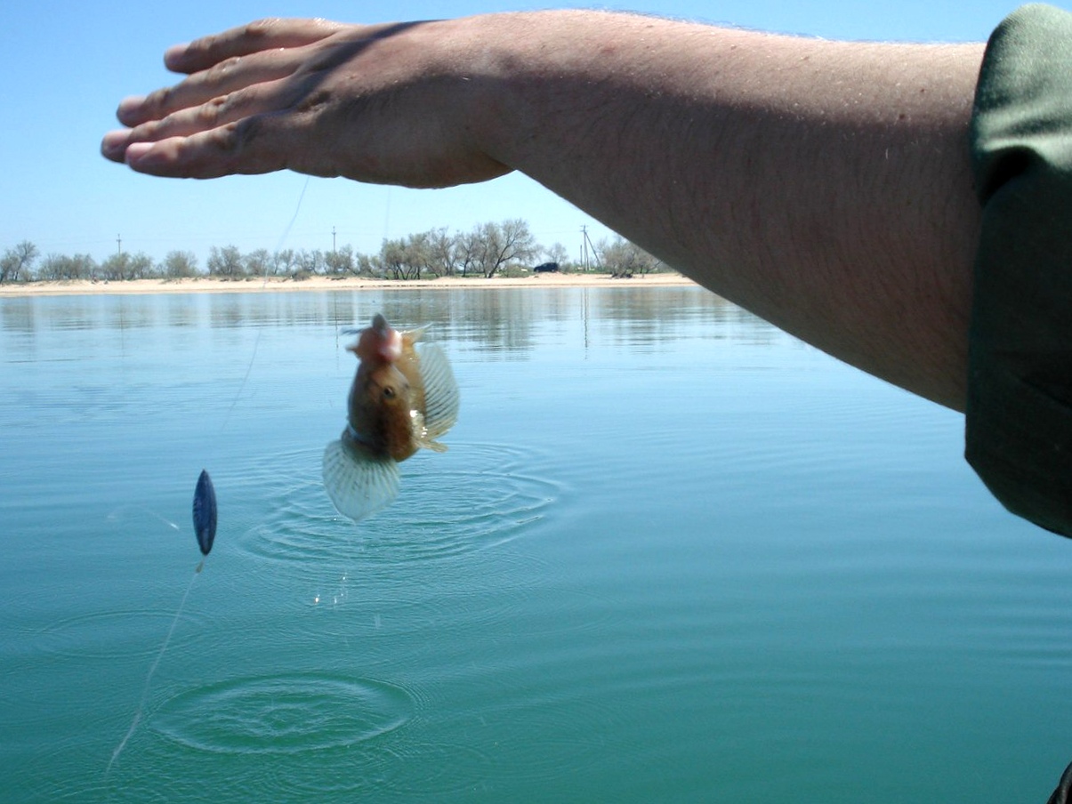 Крым Евпатория рыбалка